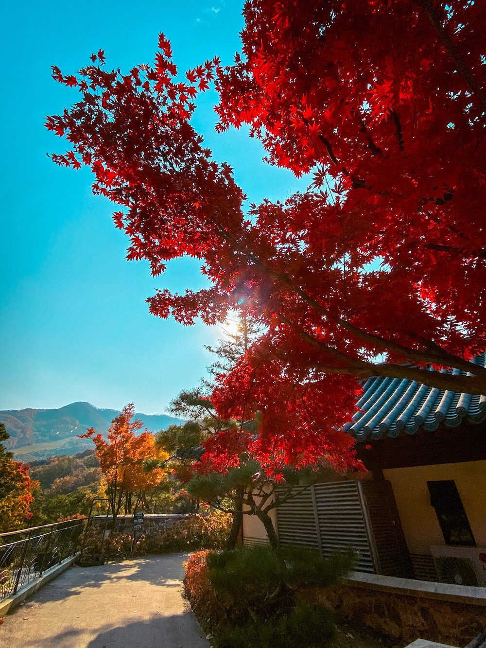 maple trees at hwadam botanic garden