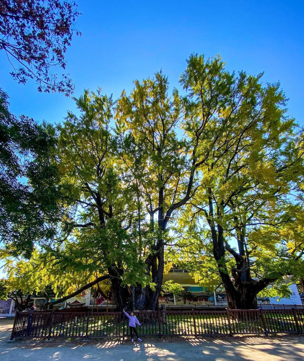 autumn in seoul | munmyo confucian shrine gingko trees
