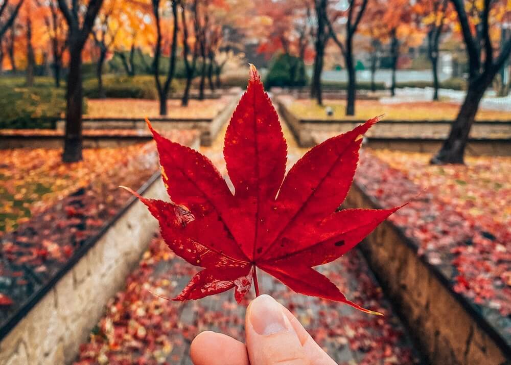 autumn in korea | fall foliage