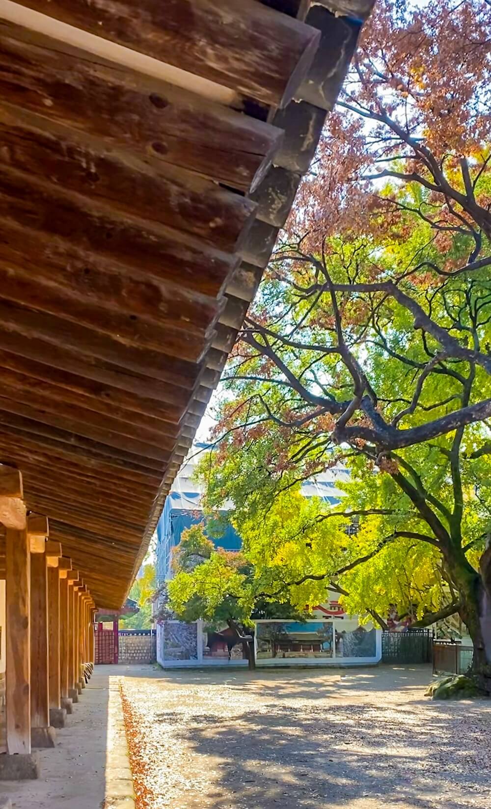 autumn in seoul | munmyo confucian shrine gingko trees