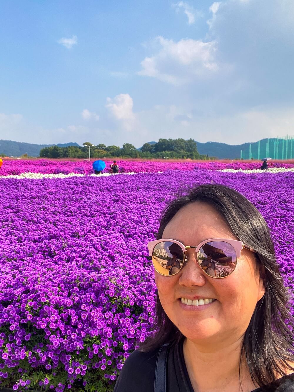 cheongilhong festival at yangju nari farm | globe amaranth