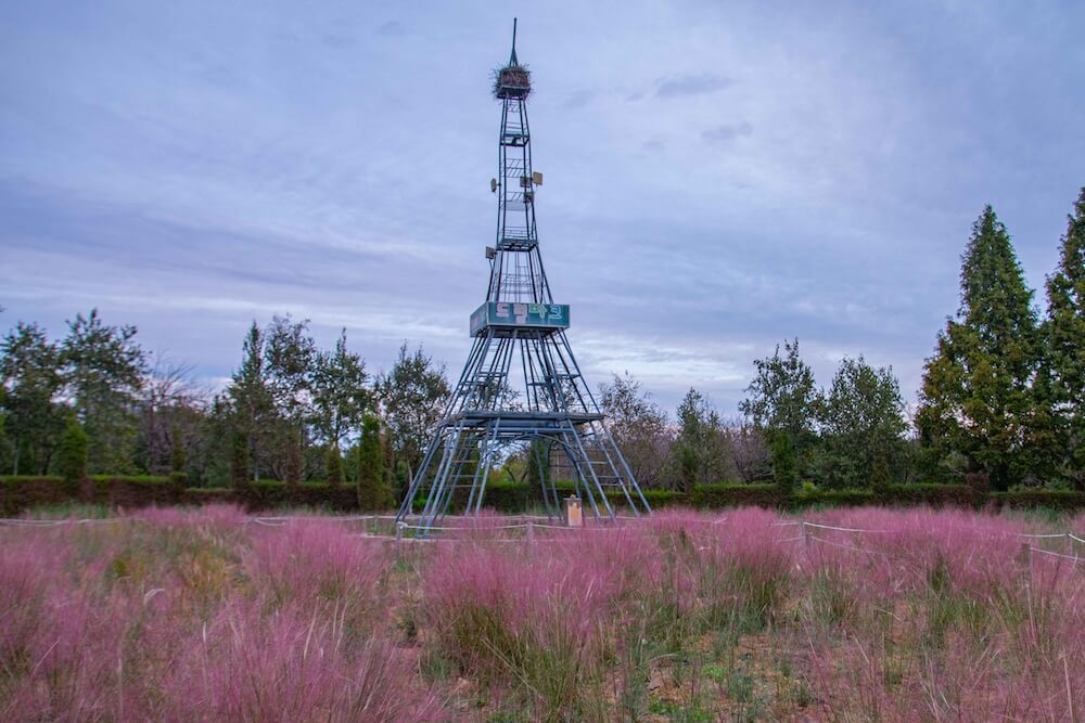 pink muhly in incheon | dream park