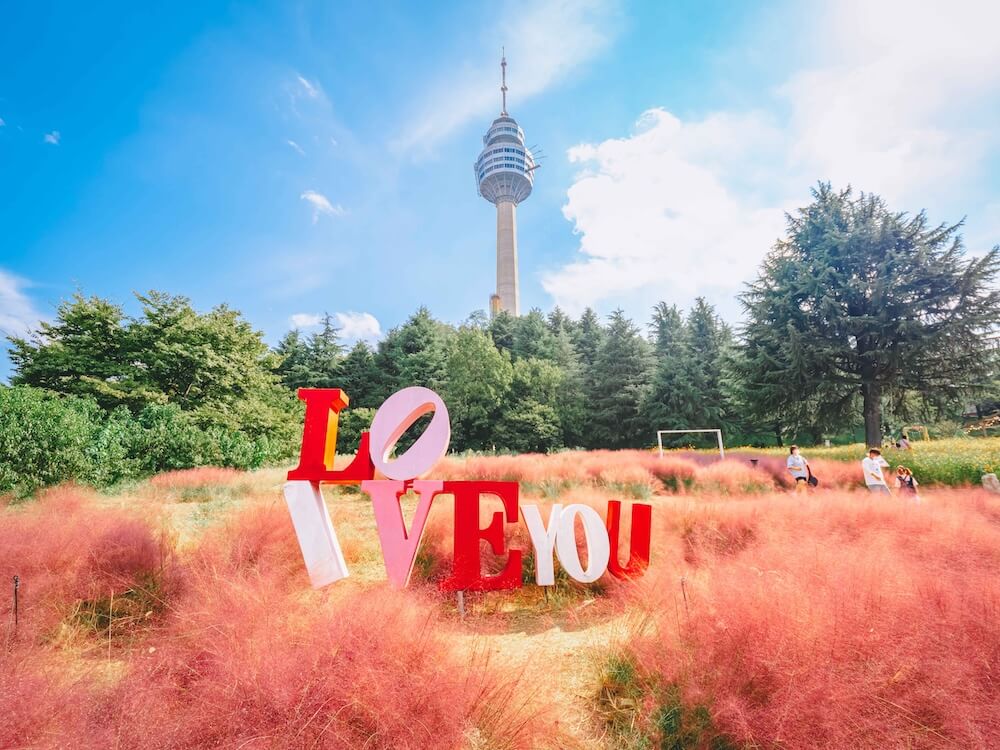 pink muhly in daegu