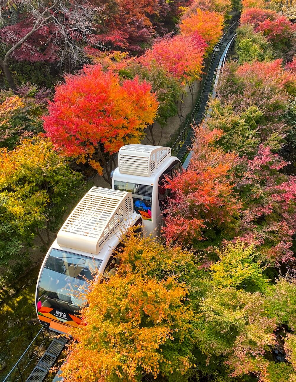 hwadam botanic garden monorail in autumn