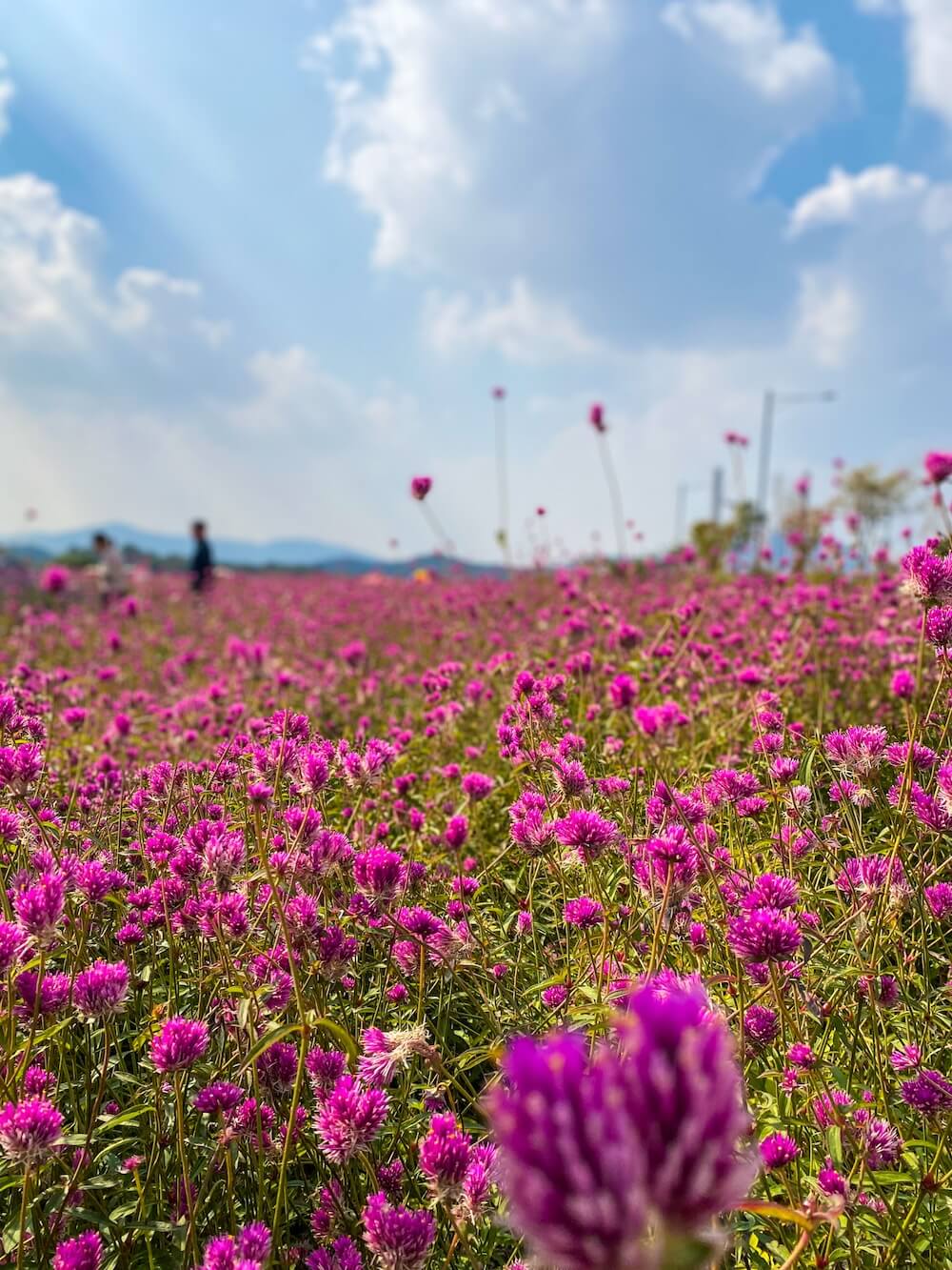 globe amaranth at yangju nari park | cheonilhong festival