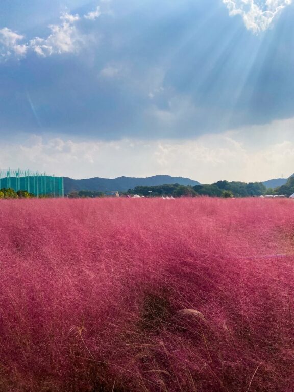 pink muhly at yangju nari park