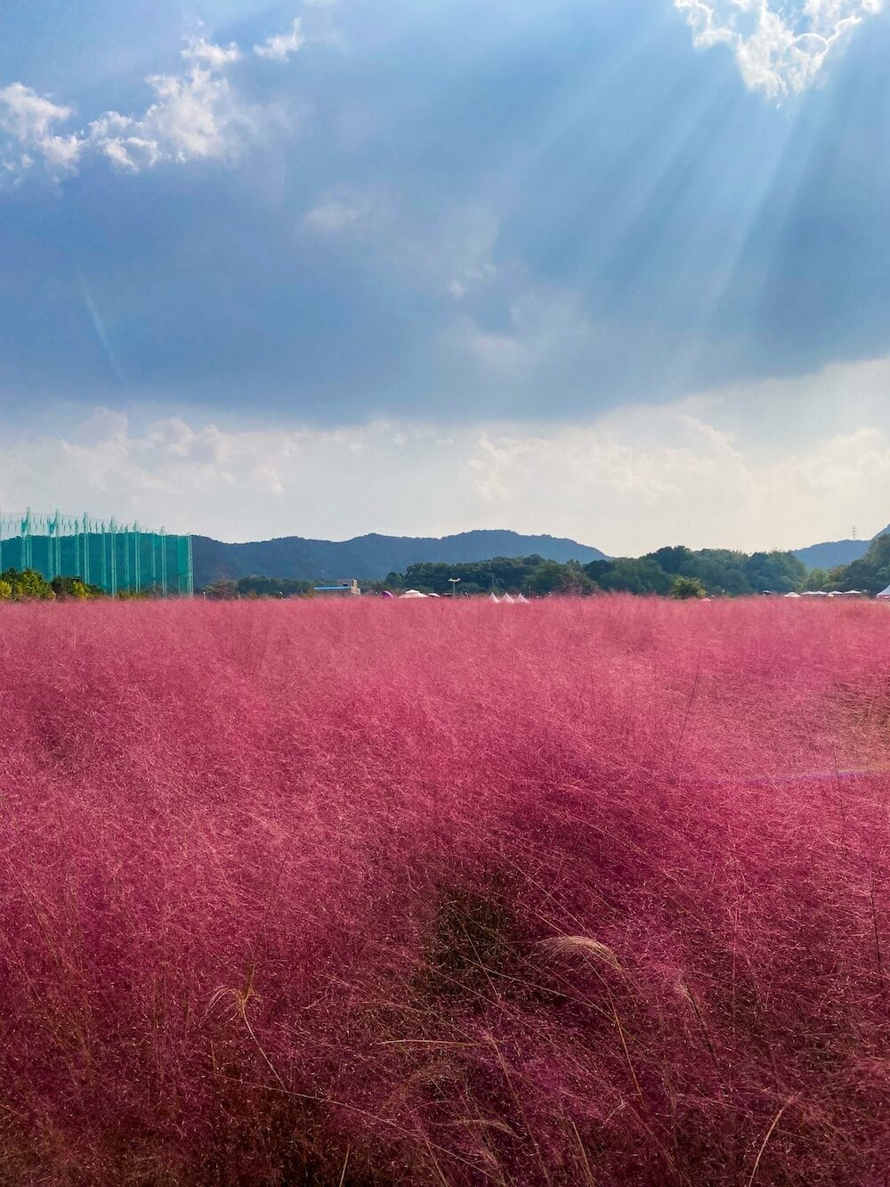 pink muhly at yangju nari park