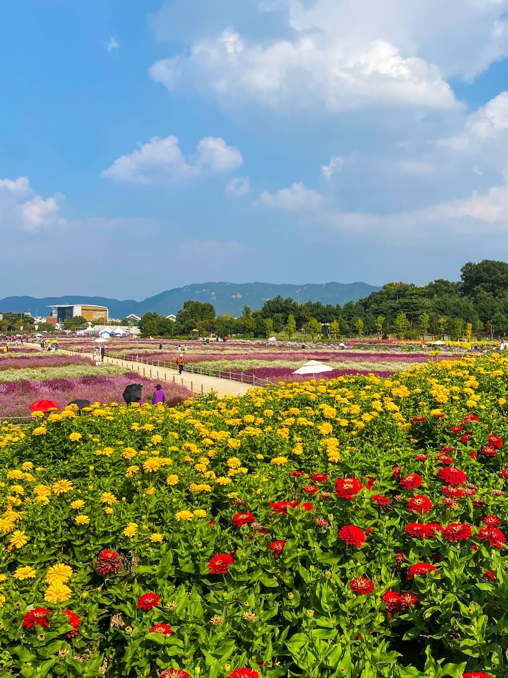 yangju's nari park in autumn