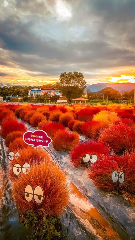 Goseokjeong Flower Garden | An Endless Sea of Astonishing Autumn Flowers, 90 minutes from Seoul