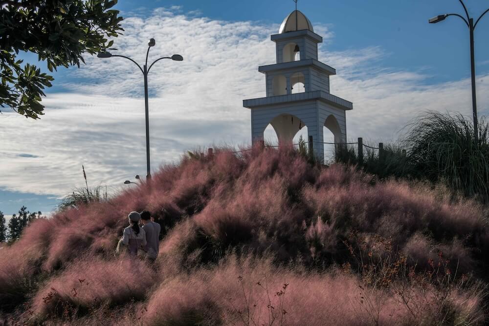 pink muhly in korea | jeju herb dongsan