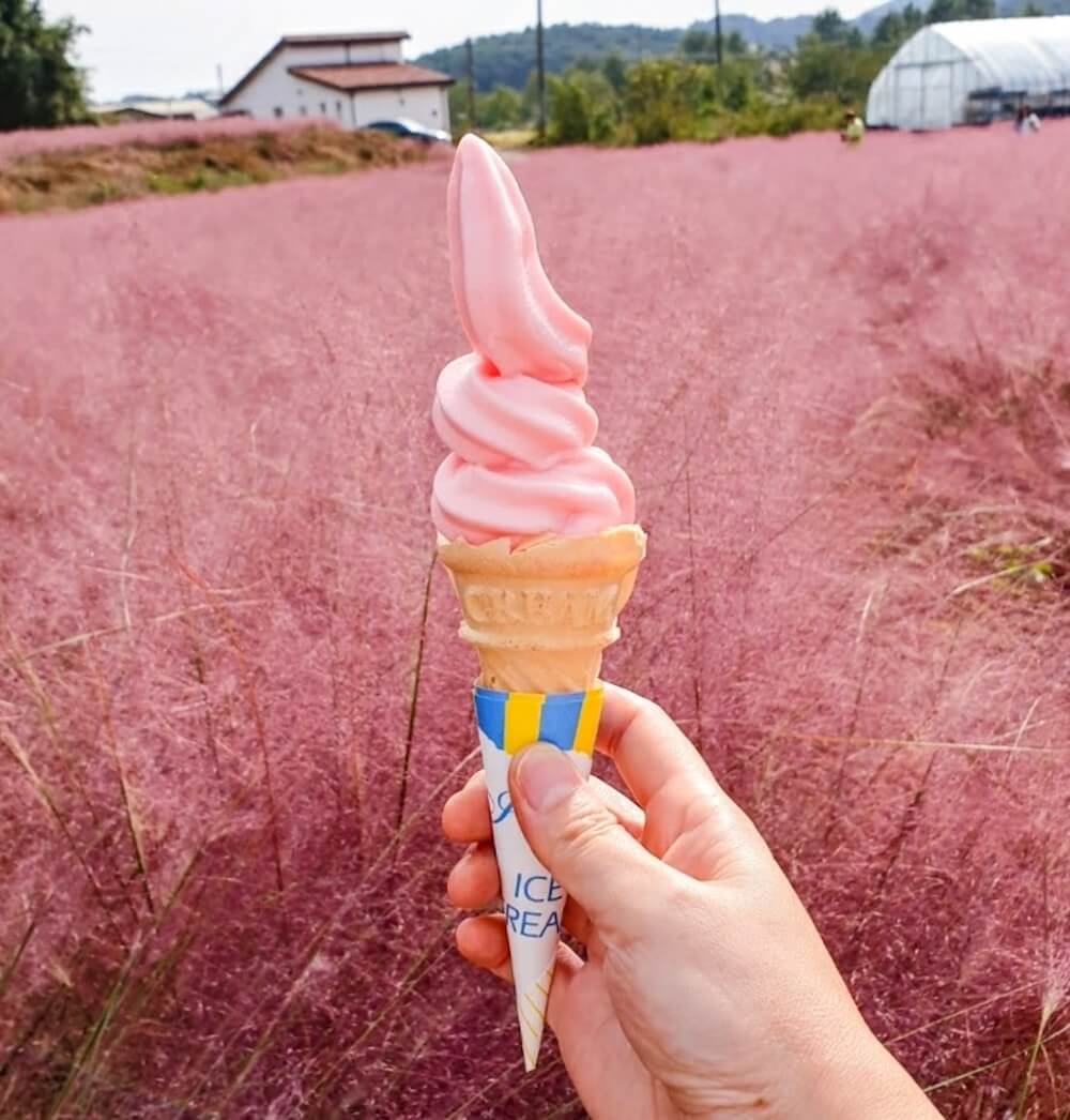 pink muhly in Korea | gochang blue farm