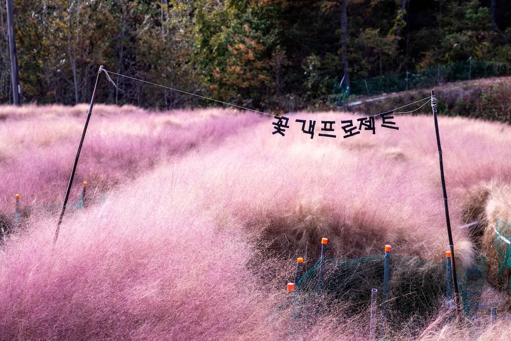 pink muhly in korea | Kkotgaek Project