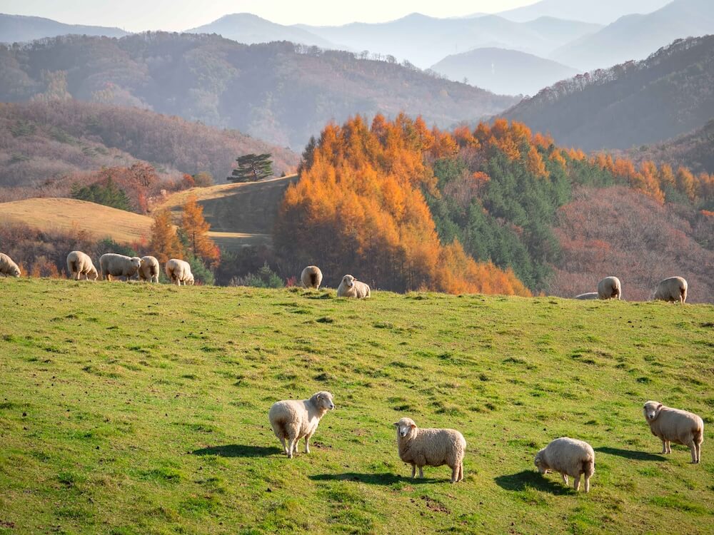 pyeongchang samyang farm in autumn