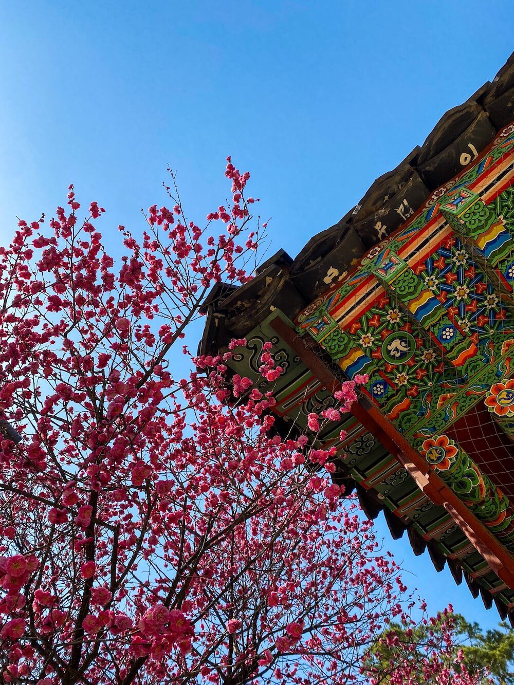 plum blossoms at bongeunsa temple