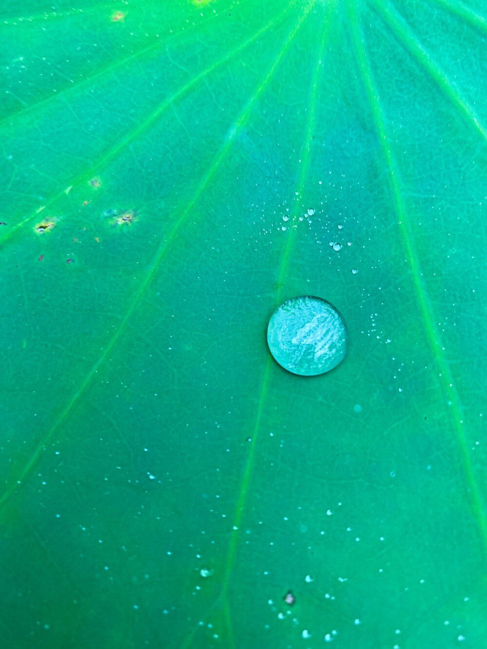 water on a lotus leaf at bongeunsa temple in seoul