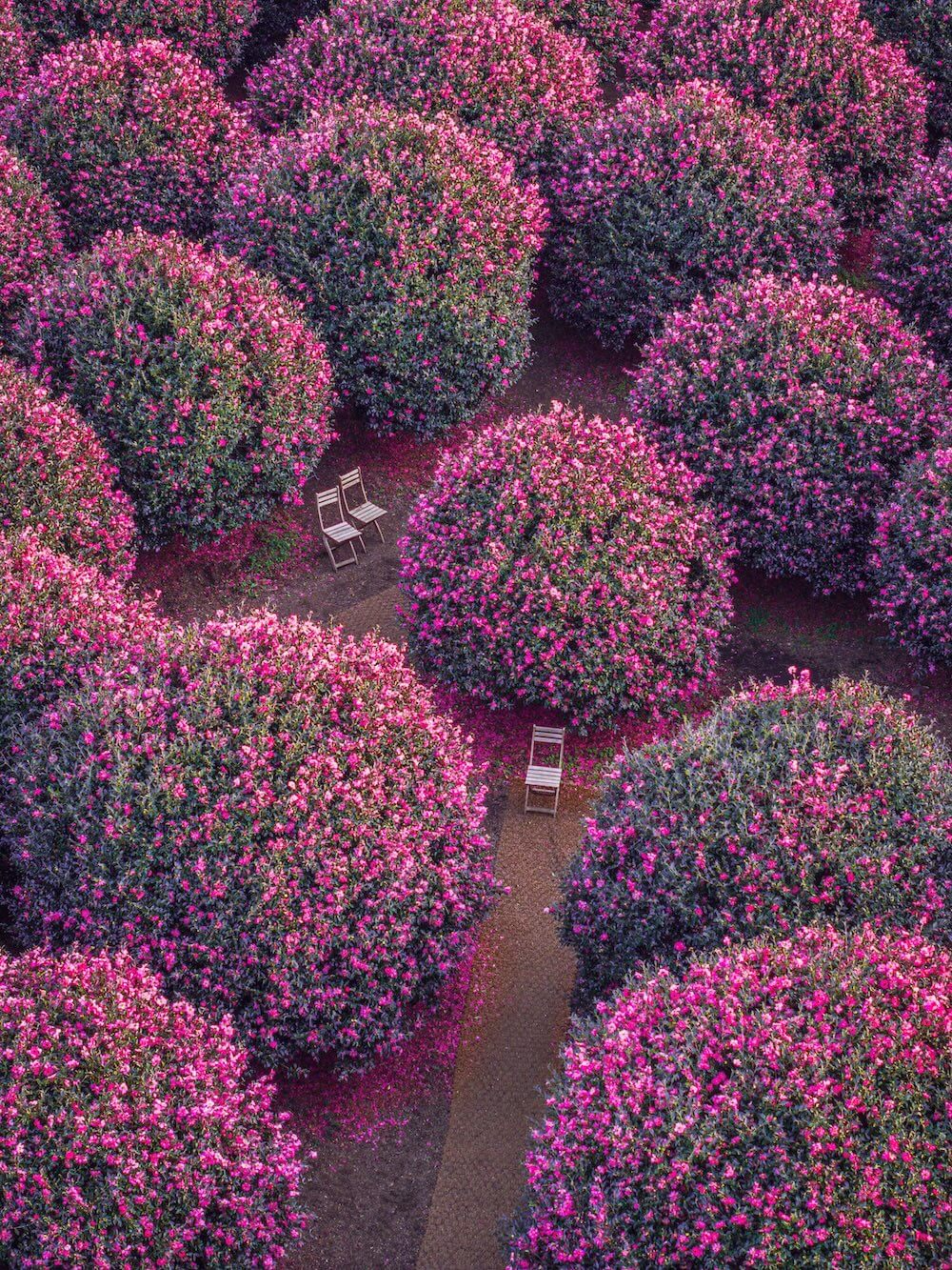 korea in january | camellia flowers on jeju island