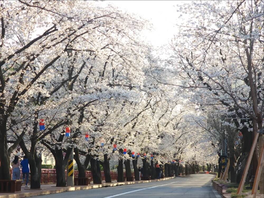 eden cherry blossom road festival in korea