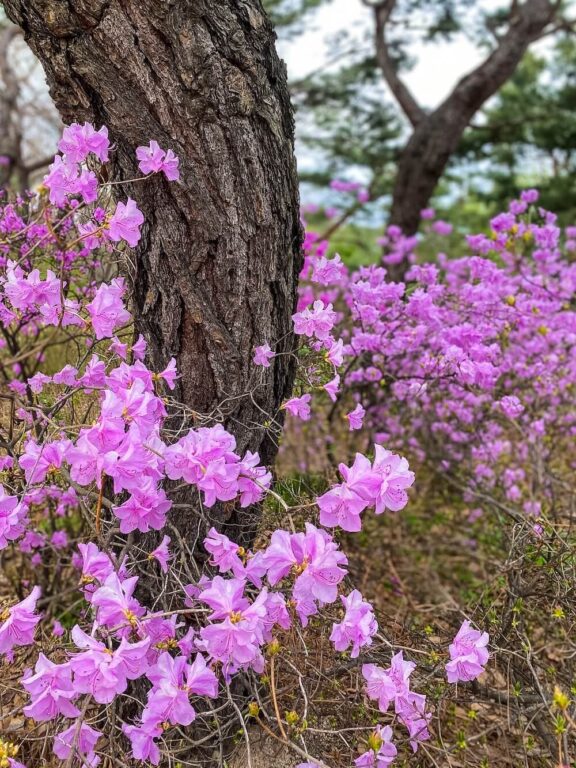 korea in spring | azaleas