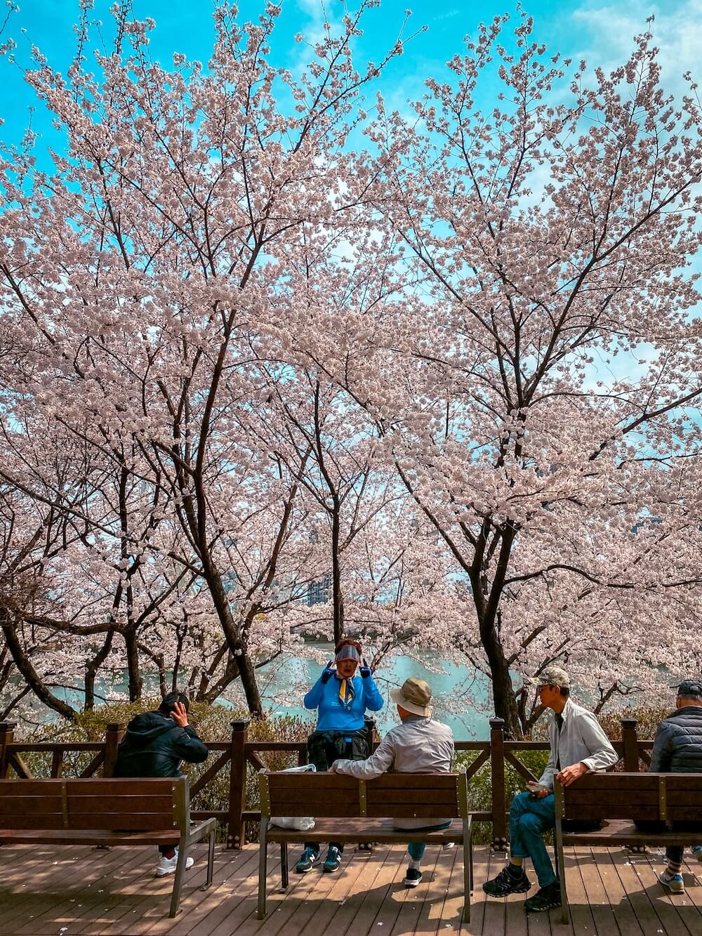 cherry blossoms at seokchon lake