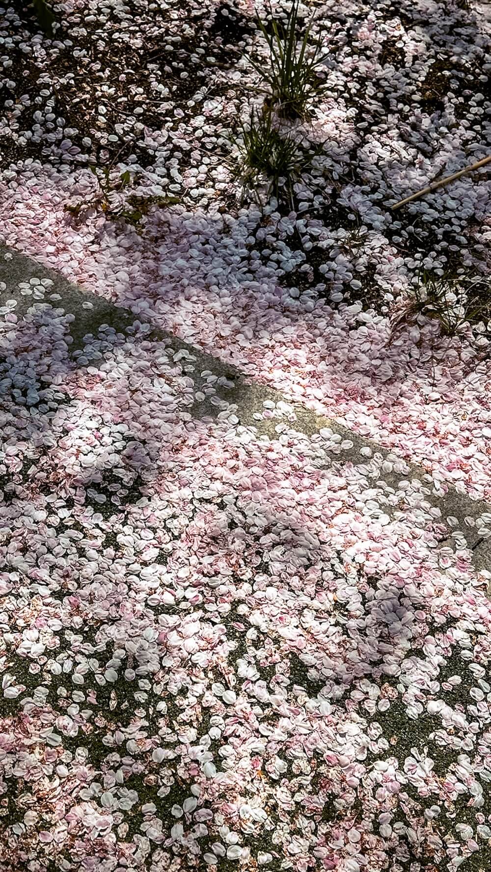 cherry blossom petals in korea