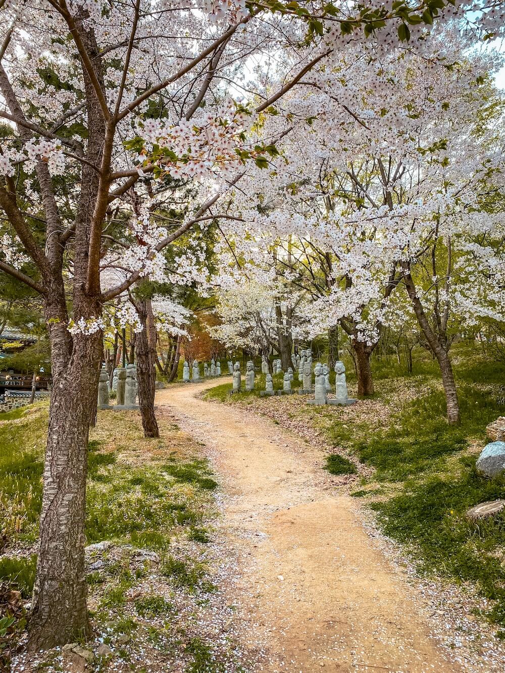 cherry blossoms in korea | namhansanseong fortress