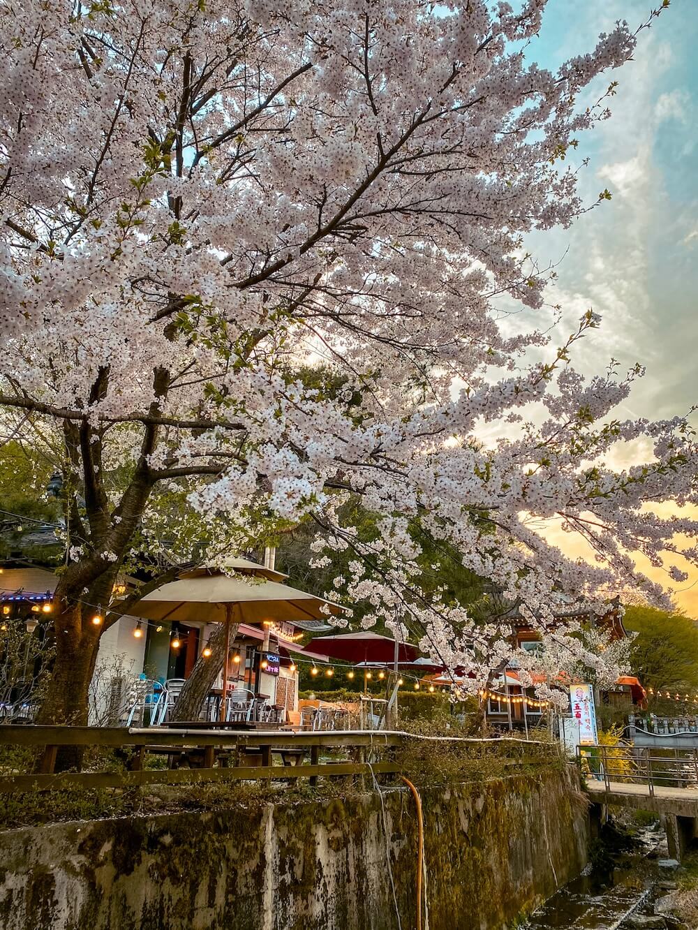 korean cherry blossoms in namhansanseong fortress