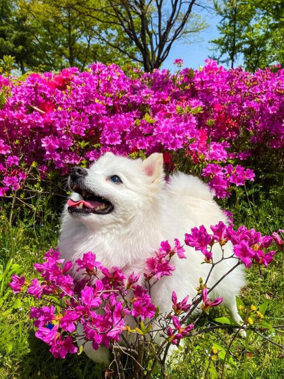 korea in april | azaleas in bloom