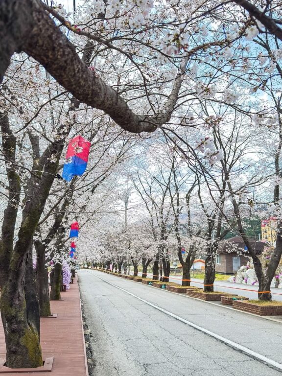 korea in april | eden cherry blossom festival