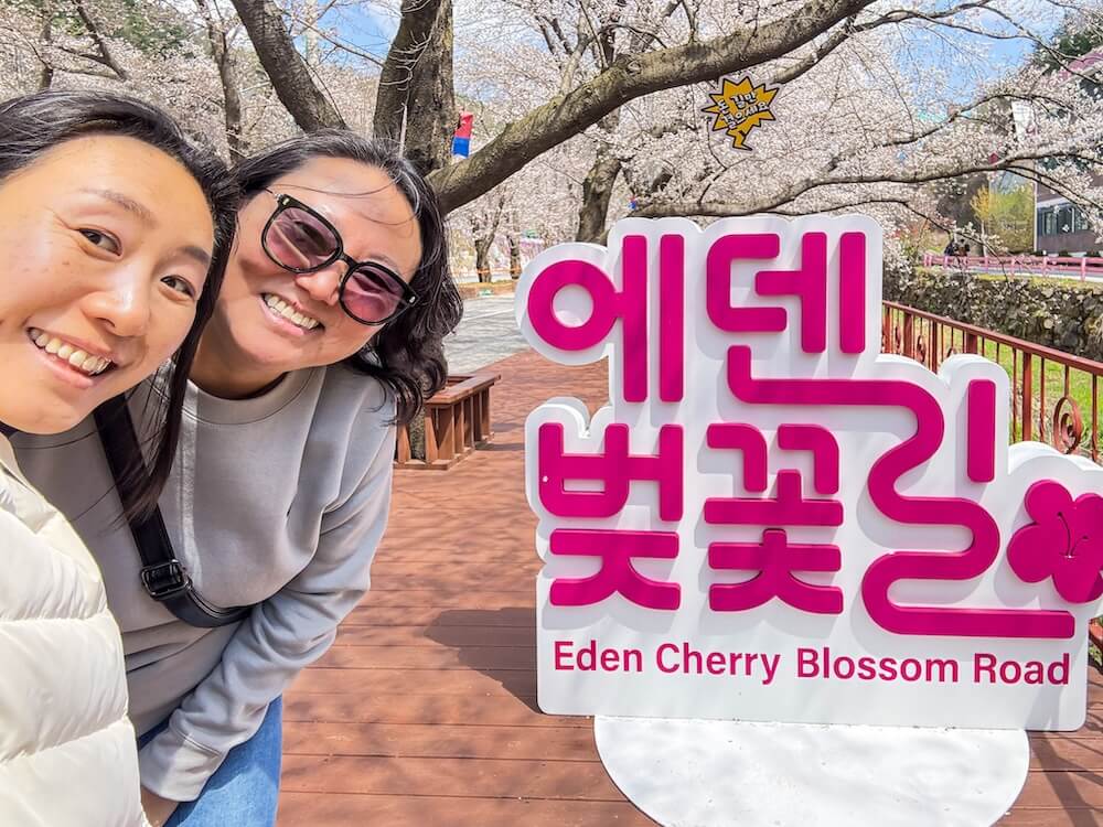2026 Cherry Blossoms in Korea Forecast | Best Festivals in Seoul, Jinhae, Busan and More 10 cherry blossoms in korea | eden cherry blossom road