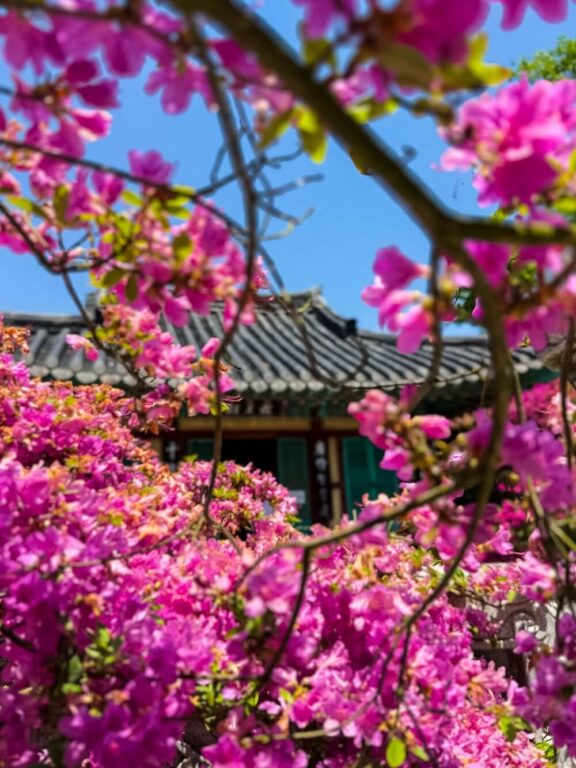 korea in march | azalea