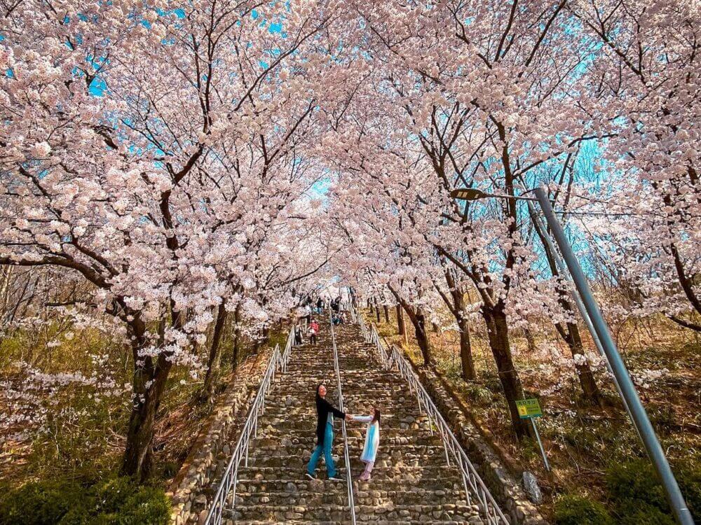 2026 Cherry Blossoms in Korea Forecast | Best Festivals in Seoul, Jinhae, Busan and More