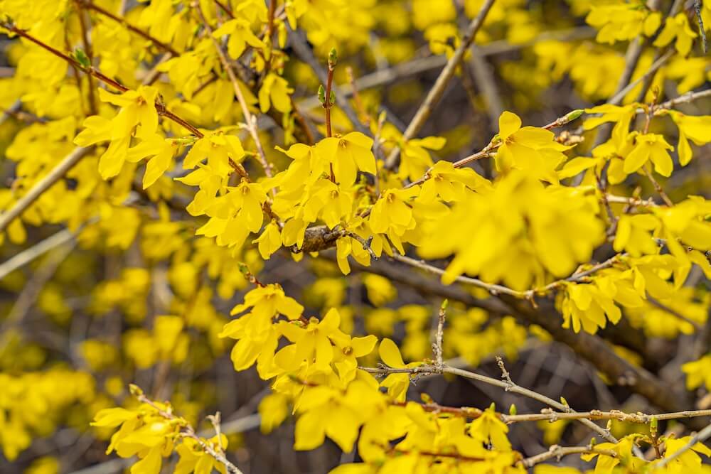 forsythia at eungbongsan in spring