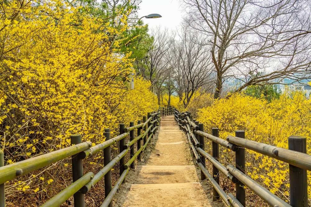 eungbongsan mountain in spring
