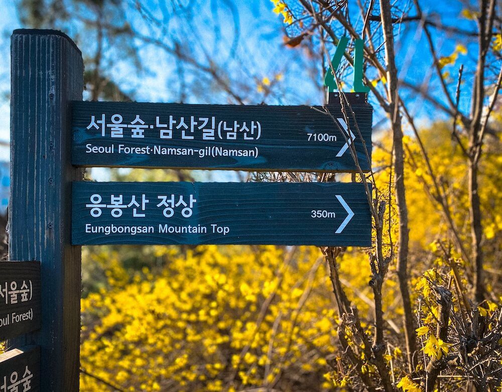 eungbongsan mountain forsythia