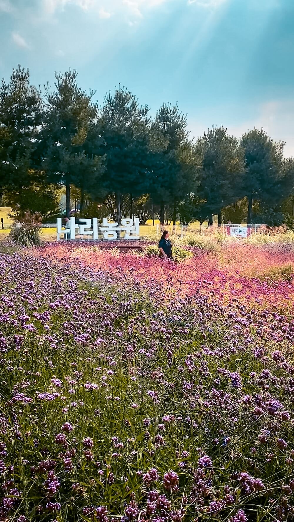 yangju nari park in autumn
