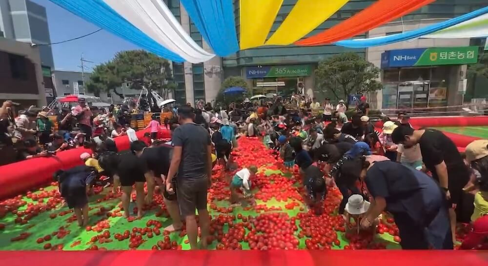 tomato festival in korea