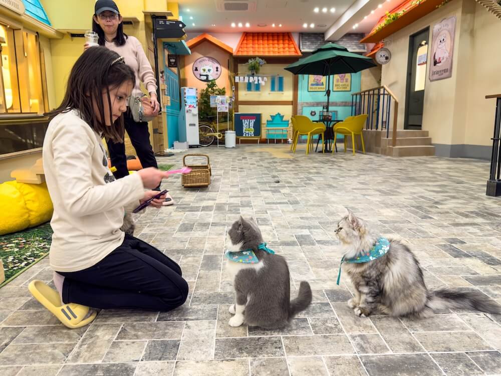 cat cafe in seoul