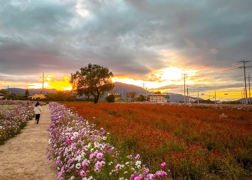 goseokjeong flower garden in autumn