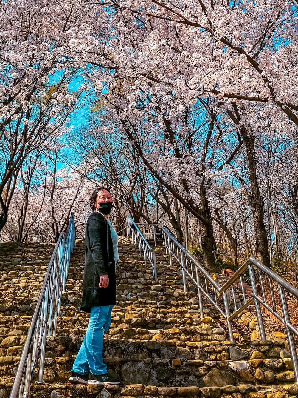 cherry blossoms in daegu korea