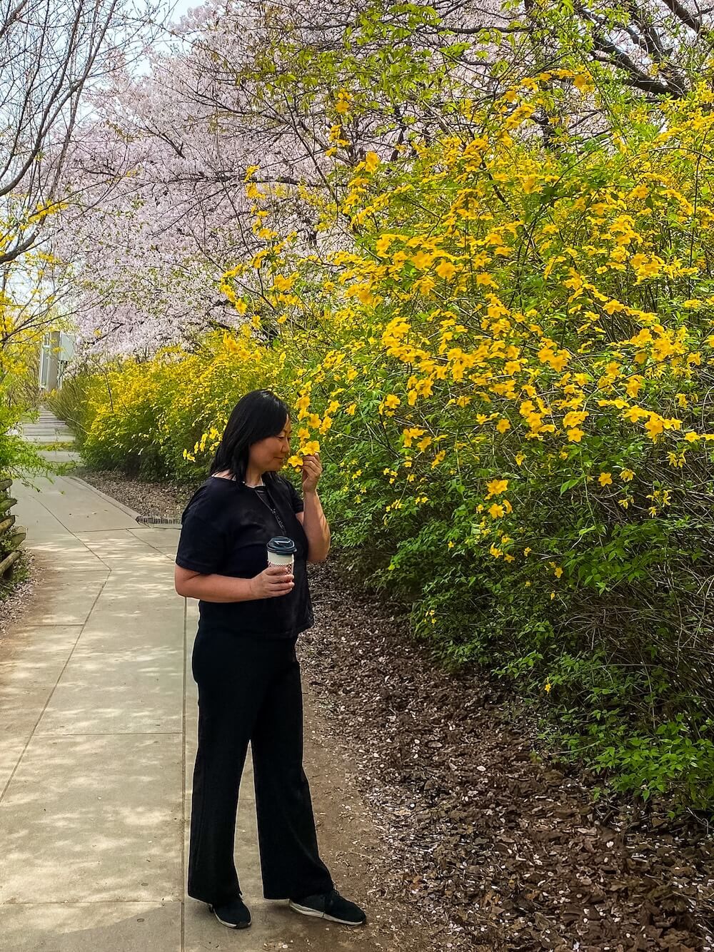 yeouido hangang park in spring